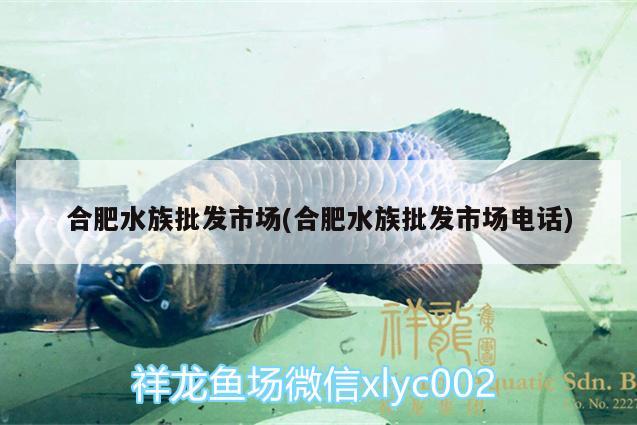 合肥水族批發(fā)市場(chǎng)(合肥水族批發(fā)市場(chǎng)電話) 觀賞魚水族批發(fā)市場(chǎng)