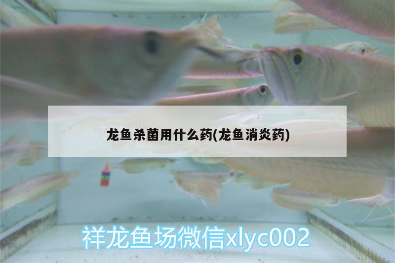 龍魚殺菌用什么藥(龍魚消炎藥)