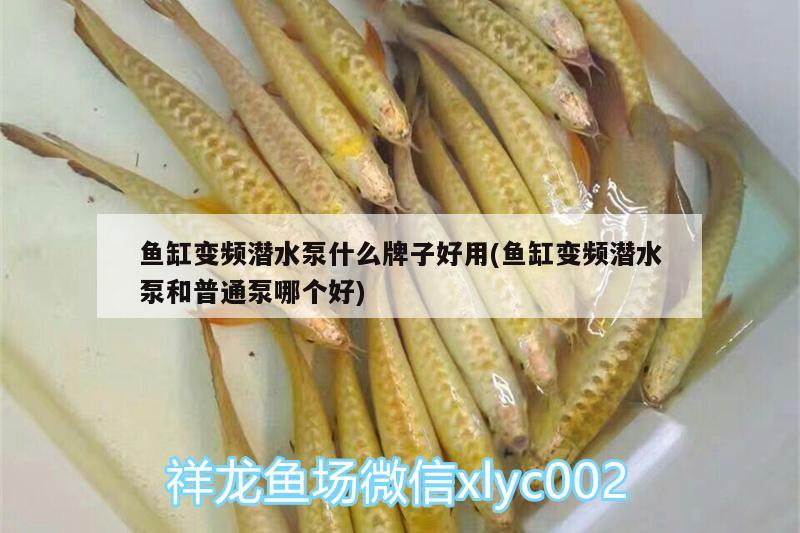 魚缸變頻潛水泵什么牌子好用(魚缸變頻潛水泵和普通泵哪個(gè)好) 帝王三間魚