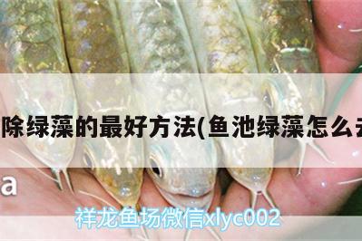 魚池除綠藻的最好方法(魚池綠藻怎么去除) 白條過背金龍魚