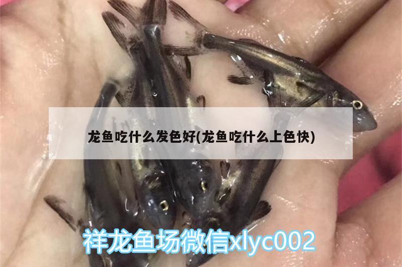 龍魚吃什么發(fā)色好(龍魚吃什么上色快) 廣州水族器材濾材批發(fā)市場