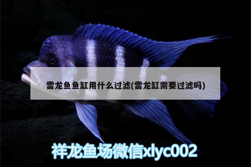 雷龍魚(yú)魚(yú)缸用什么過(guò)濾(雷龍缸需要過(guò)濾嗎)