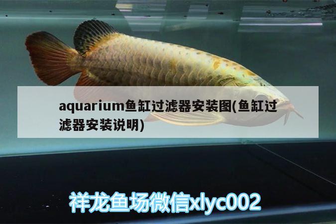 aquarium魚缸過濾器安裝圖(魚缸過濾器安裝說明) 龍魚批發(fā)