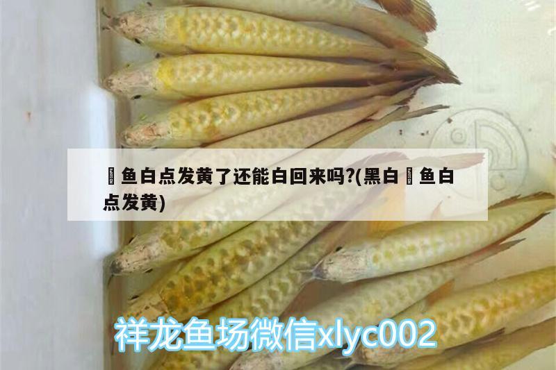 魟魚白點發(fā)黃了還能白回來嗎?(黑白魟魚白點發(fā)黃) PH調(diào)節(jié)劑