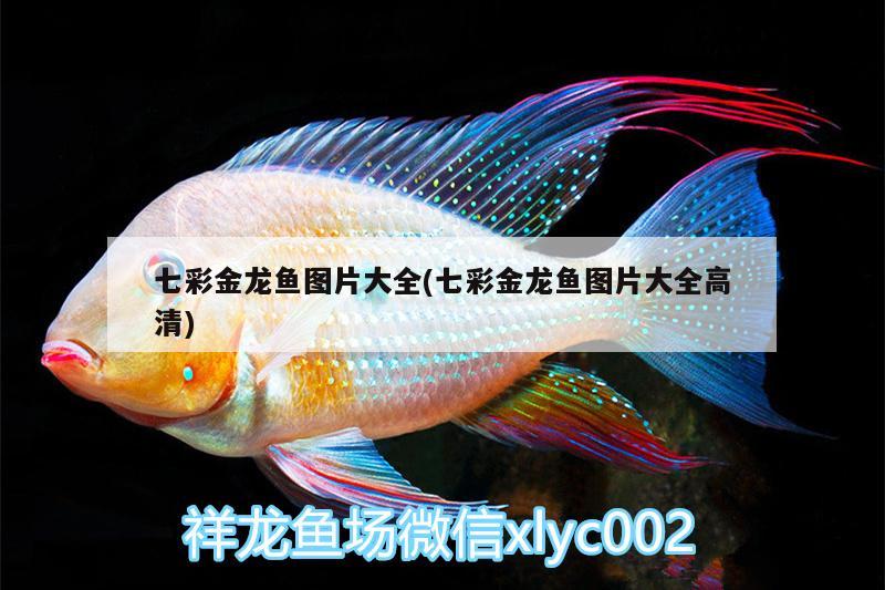 七彩金龍魚圖片大全(七彩金龍魚圖片大全高清)