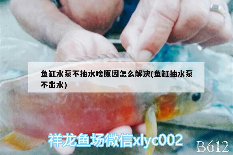 魚缸水泵不抽水啥原因怎么解決(魚缸抽水泵不出水) 魚缸水泵