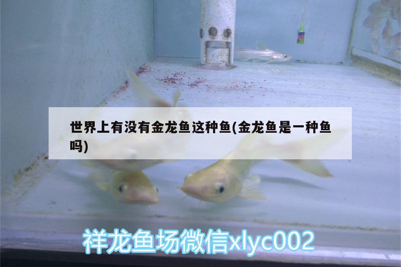 世界上有沒(méi)有金龍魚這種魚(金龍魚是一種魚嗎) 廣州水族批發(fā)市場(chǎng)