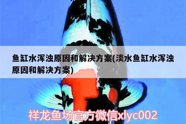 魚缸水渾濁原因和解決方案(淡水魚缸水渾濁原因和解決方案)