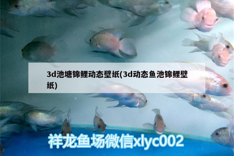 3d池塘錦鯉動(dòng)態(tài)壁紙(3d動(dòng)態(tài)魚池錦鯉壁紙) 恐龍王魚