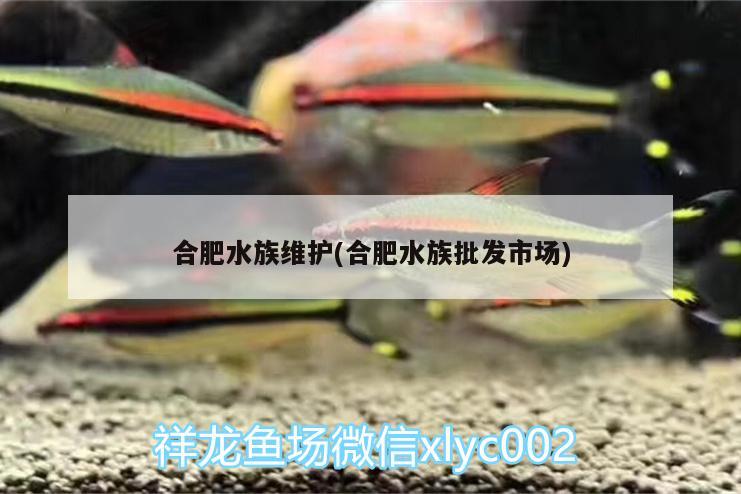 合肥水族維護(hù)(合肥水族批發(fā)市場(chǎng)) 觀賞魚(yú)水族批發(fā)市場(chǎng)