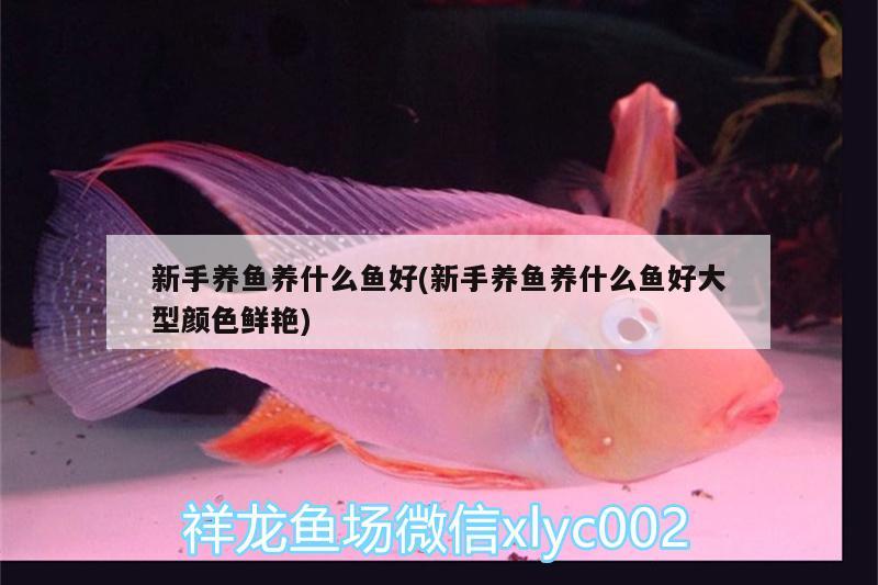 新手養(yǎng)魚養(yǎng)什么魚好(新手養(yǎng)魚養(yǎng)什么魚好大型顏色鮮艷)