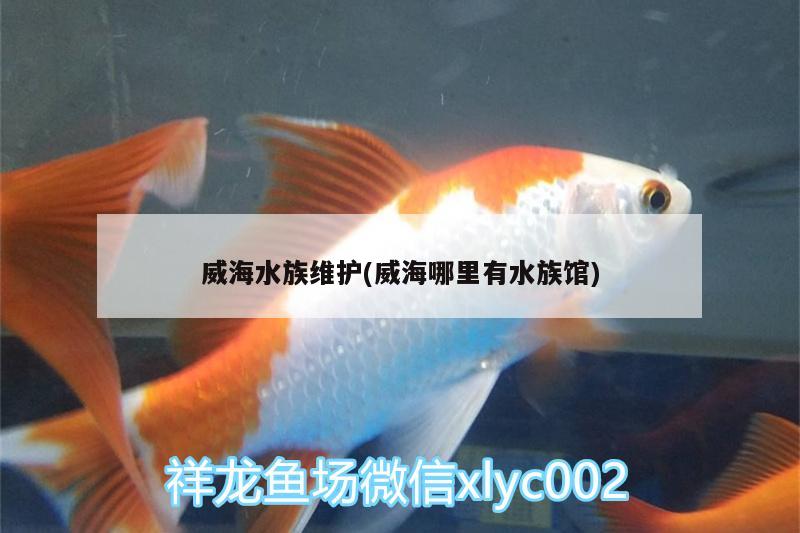 威海水族維護(hù)(威海哪里有水族館)