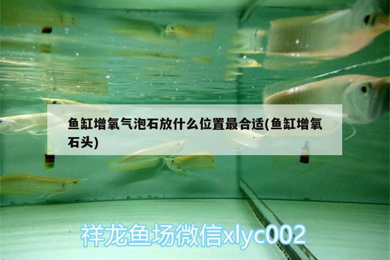 魚缸增氧氣泡石放什么位置最合適(魚缸增氧石頭) 青龍魚