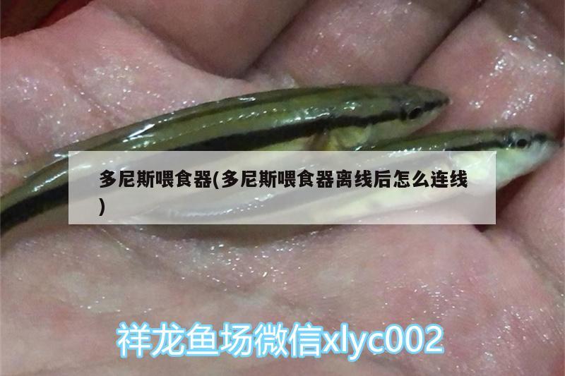 多尼斯喂食器(多尼斯喂食器離線后怎么連線) 喂食器