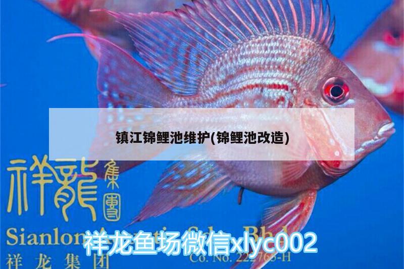 鎮(zhèn)江錦鯉池維護(hù)(錦鯉池改造) 祥龍水族護(hù)理水