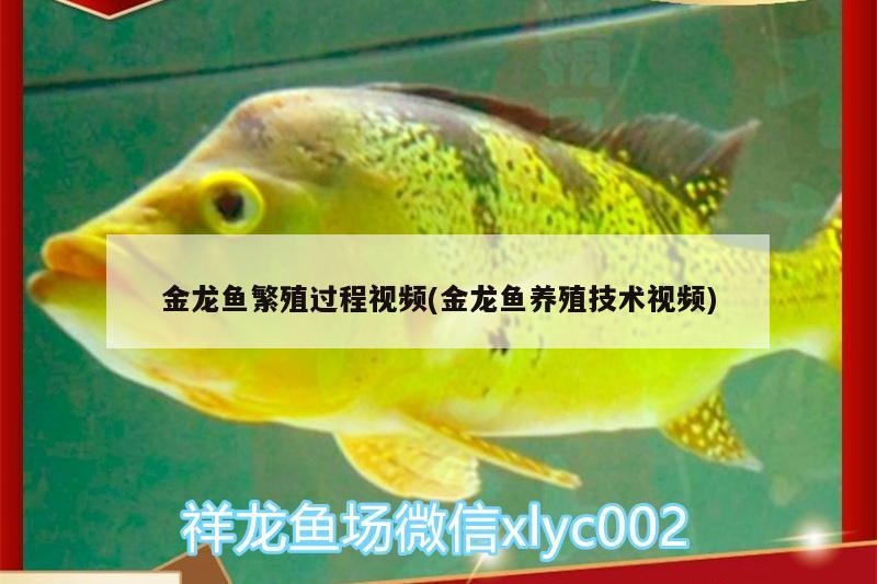 金龍魚(yú)繁殖過(guò)程視頻(金龍魚(yú)養(yǎng)殖技術(shù)視頻) 廣州龍魚(yú)批發(fā)市場(chǎng)