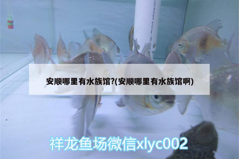 安順哪里有水族館?(安順哪里有水族館啊)