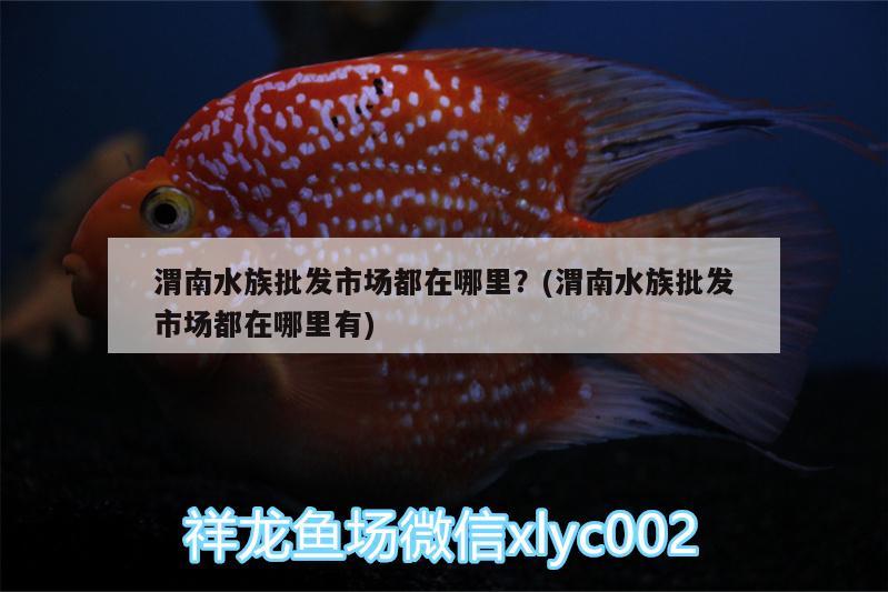 渭南水族批發(fā)市場(chǎng)都在哪里？(渭南水族批發(fā)市場(chǎng)都在哪里有) 觀賞魚(yú)水族批發(fā)市場(chǎng)