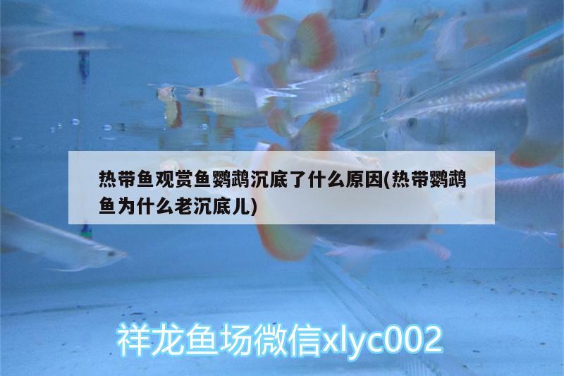 熱帶魚觀賞魚鸚鵡沉底了什么原因(熱帶鸚鵡魚為什么老沉底兒)