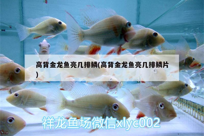 高背金龍魚(yú)亮幾排鱗(高背金龍魚(yú)亮幾排鱗片) 高背金龍魚(yú)