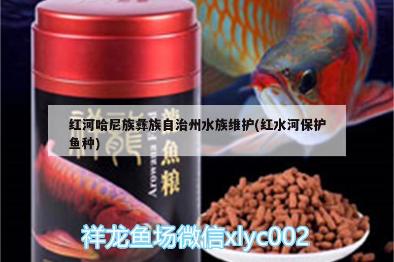 紅河哈尼族彝族自治州水族維護(hù)(紅水河保護(hù)魚種) 羅漢魚