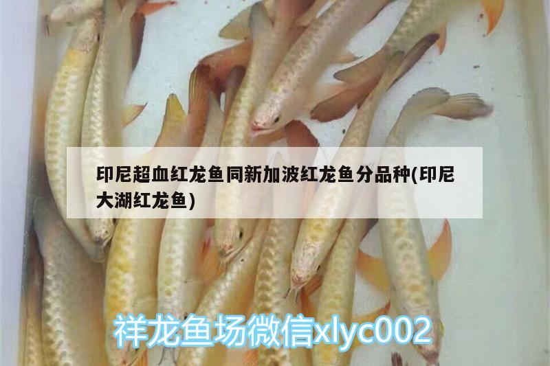 印尼超血紅龍魚同新加波紅龍魚分品種(印尼大湖紅龍魚)