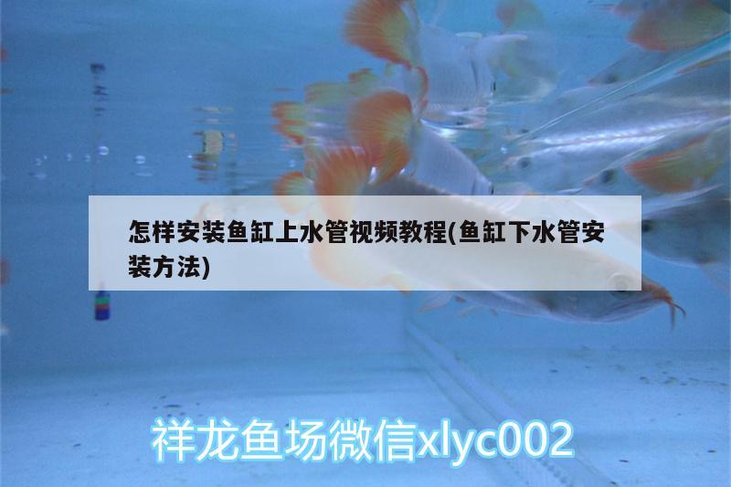 怎樣安裝魚缸上水管視頻教程(魚缸下水管安裝方法)