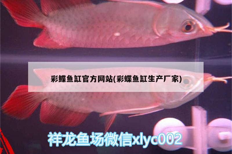 彩鰈魚缸官方網站(彩蝶魚缸生產廠家) 白化巴西龜（白巴） 第1張