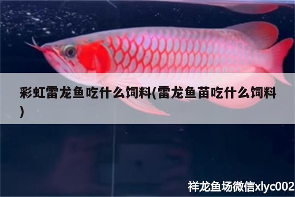 彩虹雷龍魚吃什么飼料(雷龍魚苗吃什么飼料)