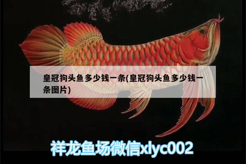 皇冠狗頭魚多少錢一條(皇冠狗頭魚多少錢一條圖片)