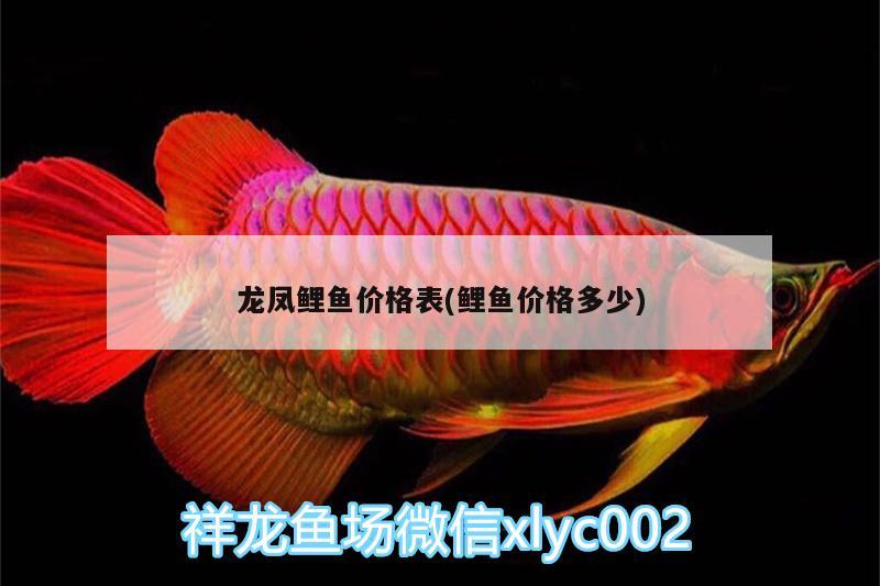 龍鳳鯉魚價格表(鯉魚價格多少) 龍鳳鯉魚