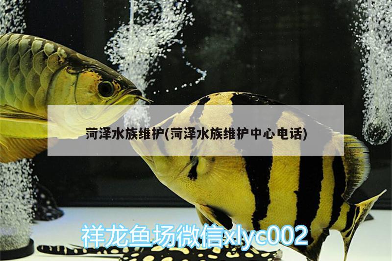 菏澤水族維護(hù)(菏澤水族維護(hù)中心電話) 野彩魚