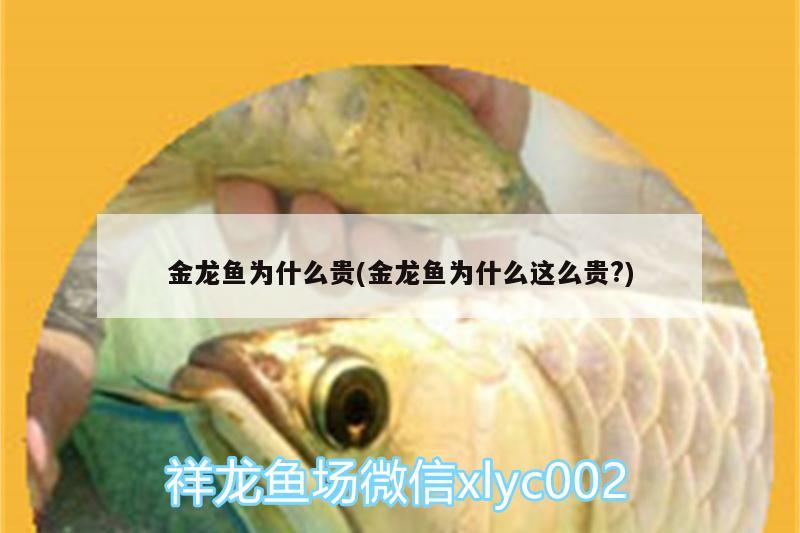 金龍魚為什么貴(金龍魚為什么這么貴?)