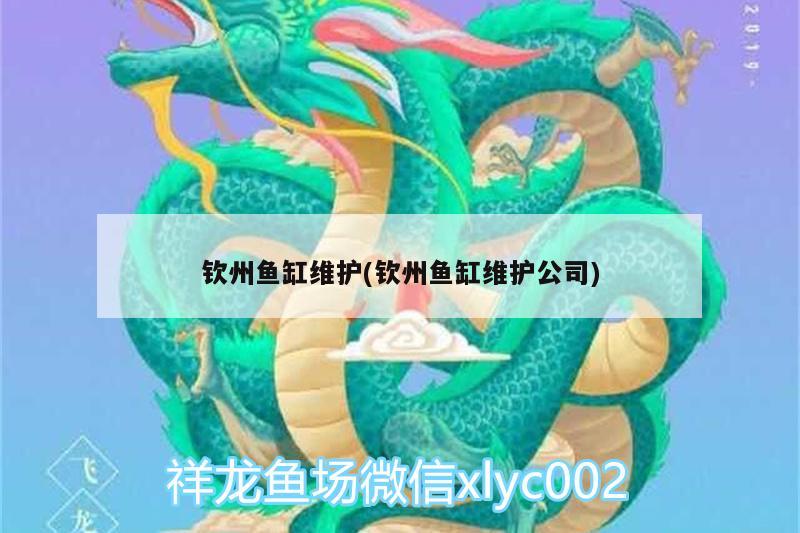 欽州魚缸維護(hù)(欽州魚缸維護(hù)公司)