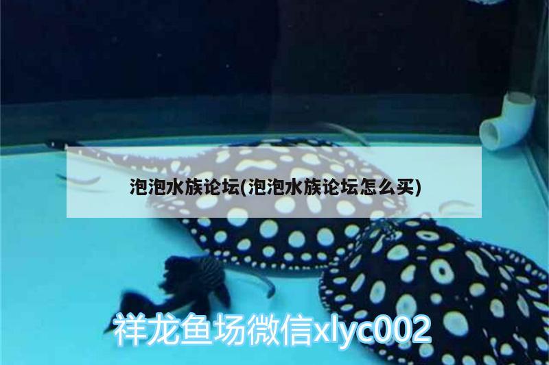 泡泡水族論壇(泡泡水族論壇怎么買)