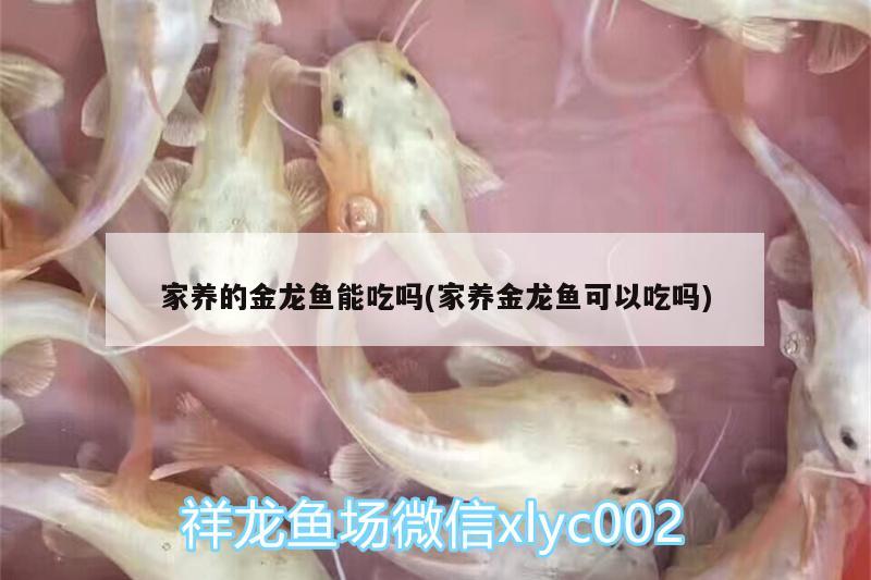 家養(yǎng)的金龍魚能吃嗎(家養(yǎng)金龍魚可以吃嗎)