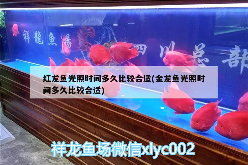 紅龍魚光照時間多久比較合適(金龍魚光照時間多久比較合適) 白子紅龍魚