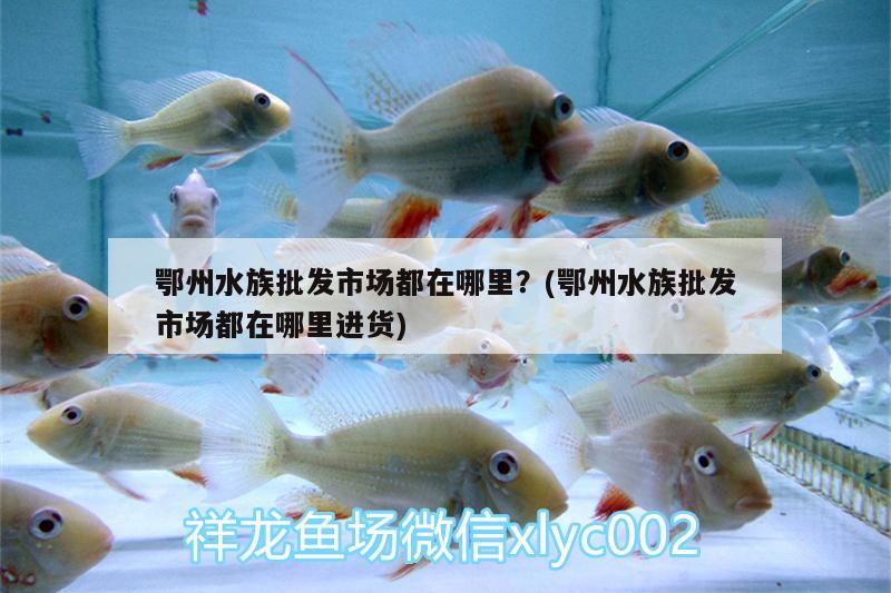 鄂州水族批發(fā)市場都在哪里？(鄂州水族批發(fā)市場都在哪里進貨) 觀賞魚水族批發(fā)市場