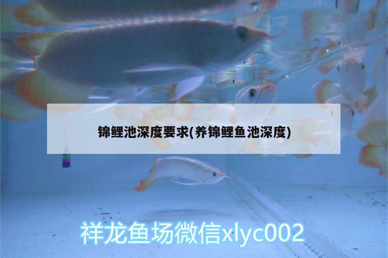 錦鯉池深度要求(養(yǎng)錦鯉魚池深度)