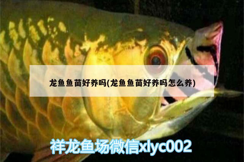 龍魚魚苗好養(yǎng)嗎(龍魚魚苗好養(yǎng)嗎怎么養(yǎng)) 潛水泵