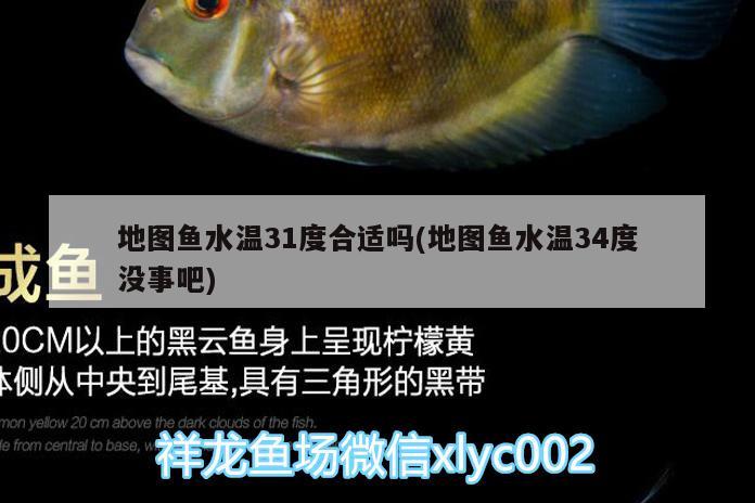 地圖魚水溫31度合適嗎(地圖魚水溫34度沒事吧)