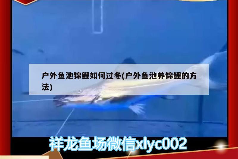 戶外魚池錦鯉如何過冬(戶外魚池養(yǎng)錦鯉的方法)