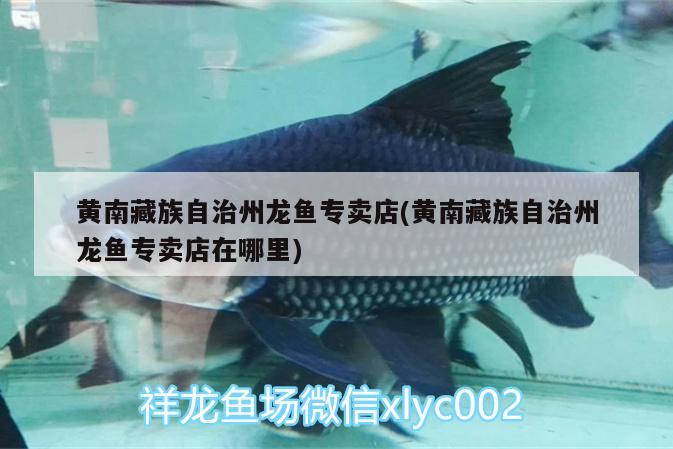 黃南藏族自治州龍魚專賣店(黃南藏族自治州龍魚專賣店在哪里)