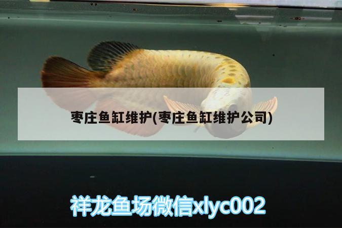 棗莊魚缸維護(hù)(棗莊魚缸維護(hù)公司) 孵化器