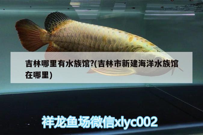 吉林哪里有水族館?(吉林市新建海洋水族館在哪里) 鸚鵡魚