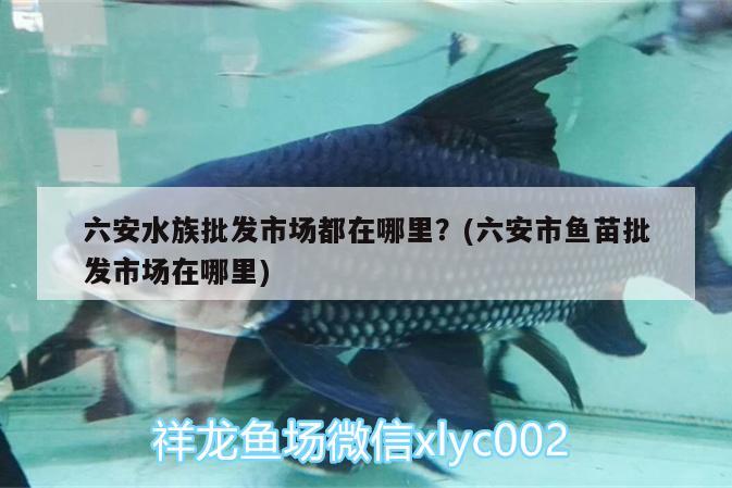 六安水族批發(fā)市場都在哪里？(六安市魚苗批發(fā)市場在哪里) 觀賞魚水族批發(fā)市場