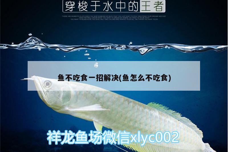 魚不吃食一招解決(魚怎么不吃食) 魚缸凈水劑