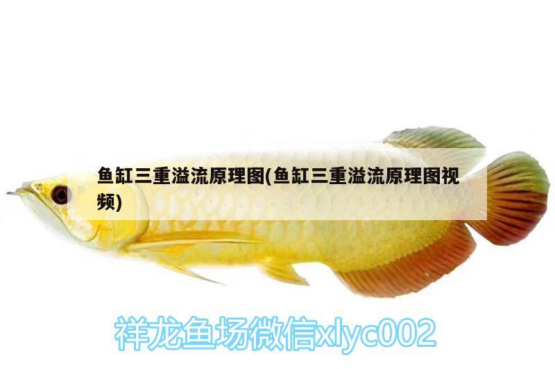 魚缸三重溢流原理圖(魚缸三重溢流原理圖視頻)