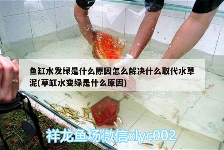 魚缸水發(fā)綠是什么原因怎么解決什么取代水草泥(草缸水變綠是什么原因)