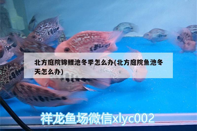 北方庭院錦鯉池冬季怎么辦(北方庭院魚池冬天怎么辦) 熱帶魚魚苗批發(fā)